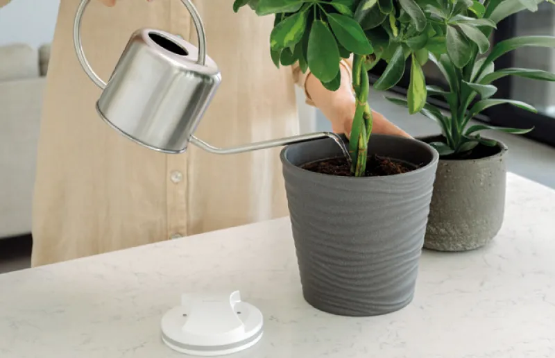 Maghealy ayuda a estimular a tus animales o plantas